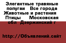 Элегантные травяные попугаи - Все города Животные и растения » Птицы   . Московская обл.,Дзержинский г.